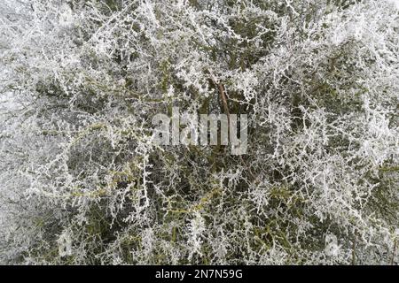 Prunus spinosa. Cespuglio di spina nera coperto da una brina di bue nella campagna inglese Foto Stock