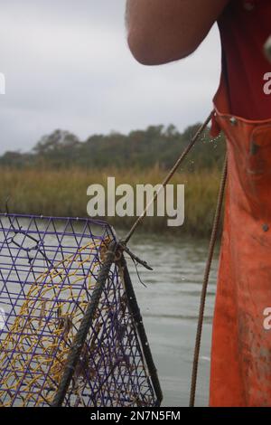 Pescatore commerciale che tira su la trappola blu del granchio Foto Stock