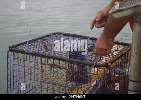 Pescatore di granchio commerciale che bagia la trappola di granchio blu Foto Stock