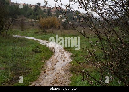 Un albero di mandorla fiorito da un sentiero allagato in una giornata invernale vicino a Gerusalemme, Israele. Foto Stock