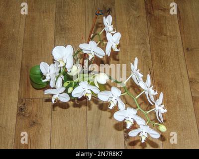 Fiori di orchidea bianca nella pentola Foto Stock