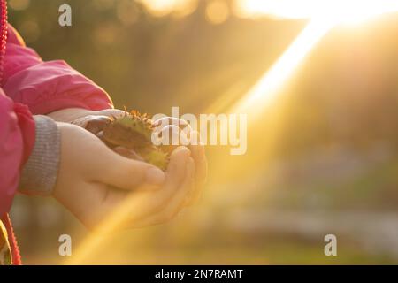 mano con castagno verde aperto al sole al tramonto, natura autunnale Foto Stock