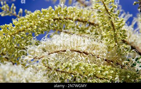 Primo piano di cremoso fiore bianco di riccio d'avorio australiano, buckinghamia celsissima, nel giardino del Queensland. Punte di fiore profuse.. Foto Stock