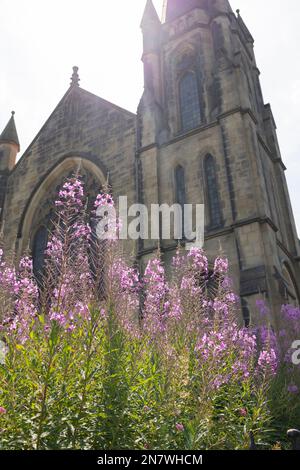 rosa baia salice fiori erba di fronte a una chiesa gotica, fuoco selettivo, lente flare Foto Stock