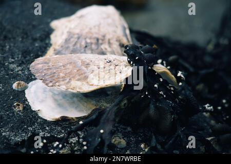 Vita marina, come cozze, gobbe e barnacoli, rinvenuti sulla riva del mare dopo una tempesta primaverile Foto Stock