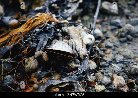 Vita marina, come cozze, gobbe e barnacoli, rinvenuti sulla riva del mare dopo una tempesta primaverile Foto Stock