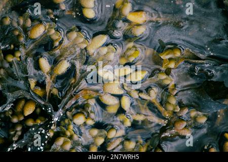 Vita marina, come cozze, gobbe e barnacoli, rinvenuti sulla riva del mare dopo una tempesta primaverile Foto Stock