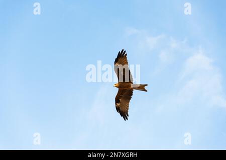 Un falco che vola attraverso il cielo blu Foto Stock