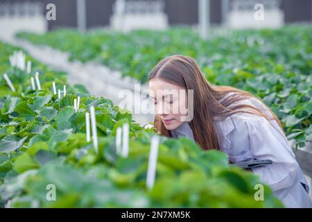 scienziato che lavora in interni biologici fragola agricoltura fattoria vivaio specie di piante per la ricerca medica. Foto Stock