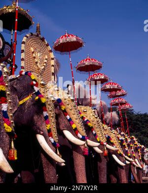 Elefanti caparisonati nel festival di Pooram, Thrissur o Trichur, Kerala, India, Asia Foto Stock