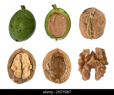 Noce persiano comune (Juglans regia), frutta con guaina, senza guaina, aperta, quadro, Vicino a est, Germania Foto Stock