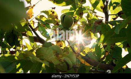 primo piano. Noci mature verdi europee che crescono sull'albero tra le foglie, alla luce del sole. alberi di noce con noci di maturazione su una grande piantagione rurale. Foto di alta qualità Foto Stock