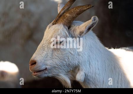 Un affascinante ritratto di capra bianca cattura l'essenza giocosa di questo animale addomesticato Foto Stock