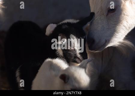 Adorabili capre bambino cocdled in su in una pila dolce, vita rustica del granaio: Adorabili capre tibetane capra snuggled in su Foto Stock