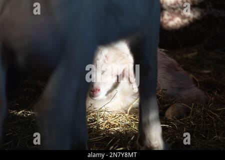 Vita di fienile rustico: Adorabili capre tibetane capra snuggled Up Foto Stock