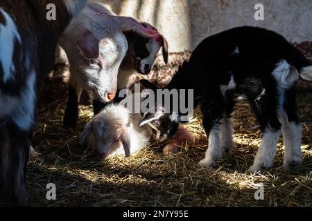 Capra pigra del bambino circondata da fratelli giocosi, caprette adorabili del bambino cocdled in su in una pila dolce Foto Stock