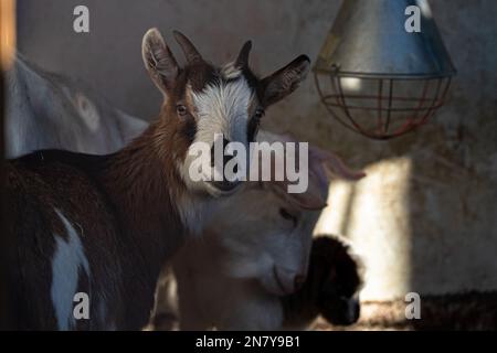 Ritratto tibetano della capra nella stalla: Animale bello e maestoso Foto Stock