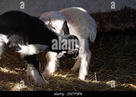 Capra pigra del bambino circondata da fratelli giocosi, caprette adorabili del bambino cocdled in su in una pila dolce Foto Stock