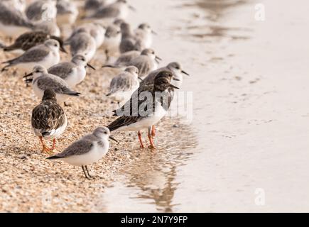 Turnstone (Arenaria interpres) sulla costa dell'Essex Foto Stock