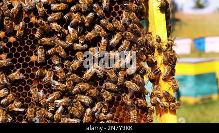 Cornici di un alveare. Macrofone di api che si scioccano su un nido d'ape . API di lavoro in un alveare. Le api trasformano il nettare in miele. Apicoltore che raccoglie miele. Apicoltura. Apiario. Foto di alta qualità Foto Stock