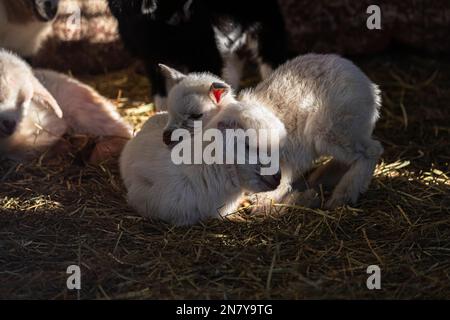 Adorabili capre bambino cocdled in su in una pila dolce, vita rustica del granaio: Adorabili capre tibetane capra snuggled in su Foto Stock