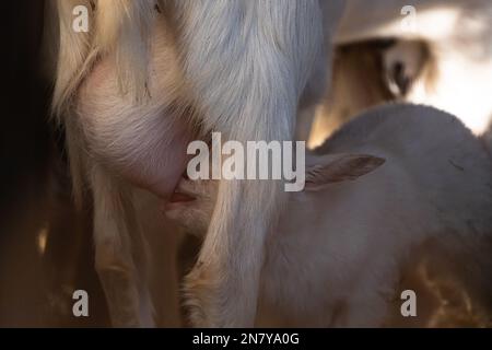 Vita di fienile rustico: Adorabili capre tibetane capra snuggled Up Foto Stock