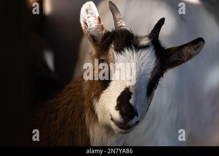 Ritratto tibetano della capra nella stalla: Animale bello e maestoso Foto Stock