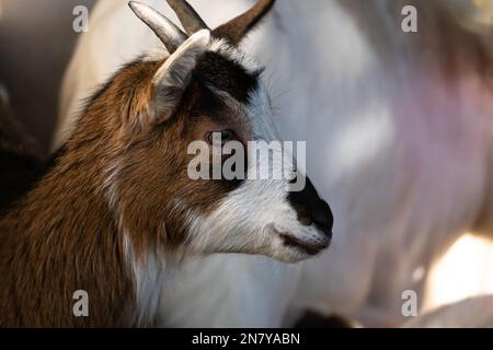 Ritratto tibetano della capra nella stalla: Animale bello e maestoso Foto Stock