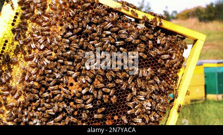 Cornici di un alveare di api. Apicoltore che raccoglie miele. Apicoltore ispezione Bee Hive. Il fumatore dell'ape è usato per calmare le api prima della rimozione della cornice. Foto di alta qualità Foto Stock