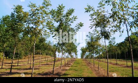 Campi, piantagioni del dado ibrido unico di Forester, progettato per produrre legno pregiato, file di giovani alberi di noce sani in piantagione rurale , in una giornata di sole. Foto di alta qualità Foto Stock