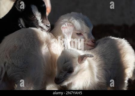 Adorabili capre bambino cocdled in su in una pila dolce, vita rustica del granaio: Adorabili capre tibetane capra snuggled in su Foto Stock