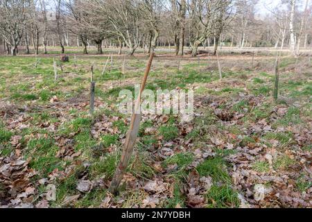 Febbraio 2023. Southwood Country Park, Farnborough, Hampshire, Regno Unito. Un migliaio di alberi sono stati piantati a Southwood dall'aeroporto di Farnborough e dalla Carbon Footprint Ltd, come parte di un sistema di compensazione del carbonio. L'obiettivo è contribuire ad affrontare i cambiamenti climatici dovuti alle emissioni di anidride carbonica causate dal trasporto aereo. Comunque albero piantando prende decadi per avvantaggiare l'ambiente e può essere usato come greenwashing. Foto Stock