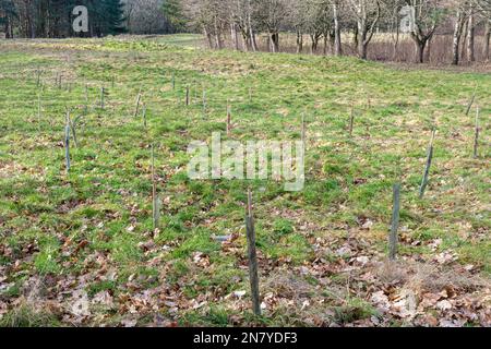 Febbraio 2023. Southwood Country Park, Farnborough, Hampshire, Regno Unito. Un migliaio di alberi sono stati piantati a Southwood dall'aeroporto di Farnborough e dalla Carbon Footprint Ltd, come parte di un sistema di compensazione del carbonio. L'obiettivo è contribuire ad affrontare i cambiamenti climatici dovuti alle emissioni di anidride carbonica causate dal trasporto aereo. Comunque albero piantando prende decadi per avvantaggiare l'ambiente e può essere usato come greenwashing. Foto Stock