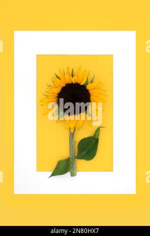 Estate girasole sole astratto sfondo bordo giallo. Cibo sano di semi di girasole per integratori alimentari. Foto Stock