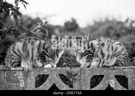 Gatti tabby identici seduti sulla parete del giardino (vista posteriore) Foto Stock