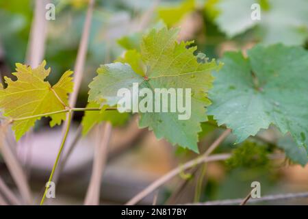 Foglie d'uva nel giardino di casa Foto Stock