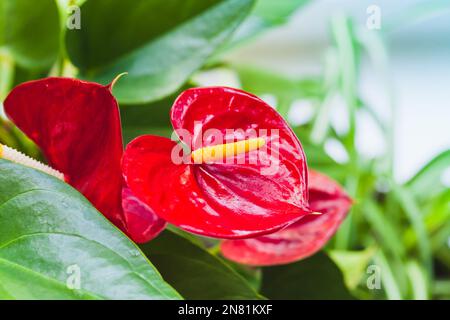 Fiori rossi tropicali, foto macro di Anthurium con messa a fuoco morbida selettiva Foto Stock