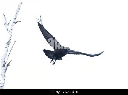 Corace corvo comune Corvus isolato su sfondo bianco in volo su Ottawa, Canada Foto Stock