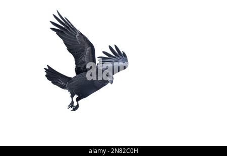 Corace corvo comune Corvus isolato su sfondo bianco in volo su Ottawa, Canada Foto Stock