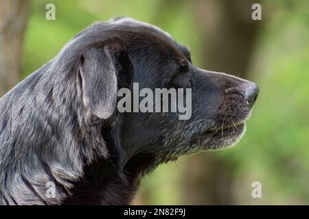 Black dog labrador primo piano cercando focalizzato Foto Stock