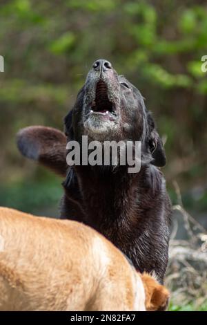 Il cane nero randagio urla nel mezzo del deserto Foto Stock