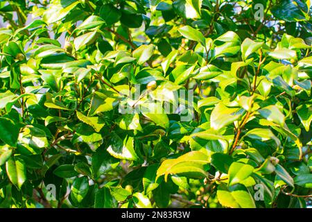 foglie verdi germogliano nuove foglie Foto Stock