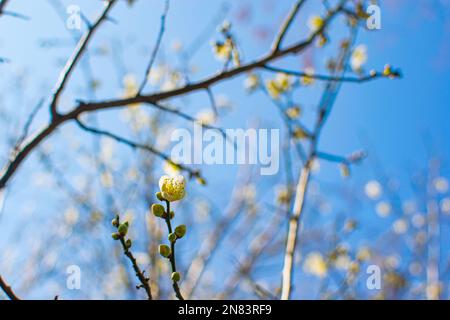 Piante di mais con foglie bruciate che crescono contro il cielo azzurro nuvoloso dopo la spruzzatura di erbicidi il giorno d'estate in campo agricolo Foto Stock