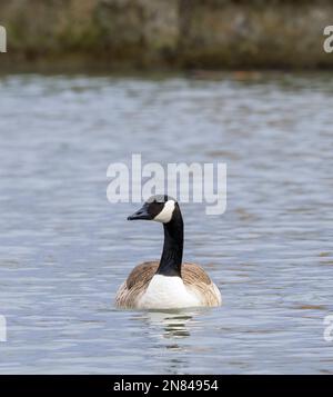 Un singolo adulto Canada Goose, (Branta canadensis), su un lago a Lytham, Lancashire, Regno Unito Foto Stock