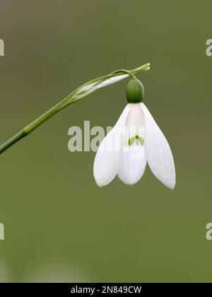 Primo piano di un singolo fiore di Snowdrop, (Galanthus nivalis) isolato contro uno sfondo sfocato Foto Stock