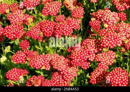 Yarrow fiori, Achillea, fioritura, pianta, Achillea, Perenne, Giardino Foto Stock