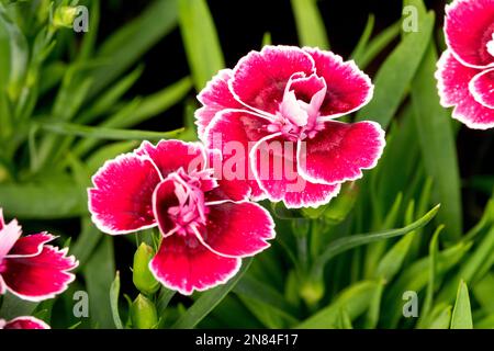 Rosso, Dianthus caryophyllus, Fiore, fiore garofano, fiore primo piano bordatura bianca Foto Stock