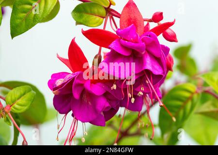 Fucsia occhi scuri, Fuchsia ibrida, Fuchsia Foto Stock