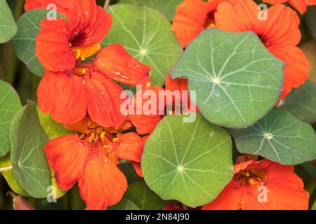 Commestibili, Fiori, foglie, piante commestibili, Tropaeolum majus, Nasturzio, arancio, fiore, pianta Foto Stock