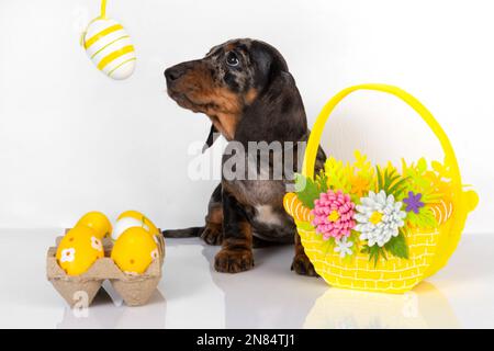 Un carino cucciolo di dachshund è seduto accanto ad un cestino di uova di Pasqua color pastello su sfondo bianco. Il concetto della vacanza di Pasqua Foto Stock